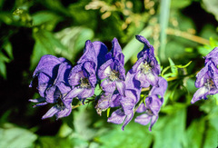 Aconitum degenii