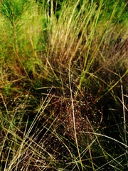 Muhlenbergia expansa