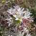 Allium lacunosum - Photo (c) randomtruth,  זכויות יוצרים חלקיות (CC BY-NC-SA)