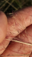 Muhlenbergia expansa