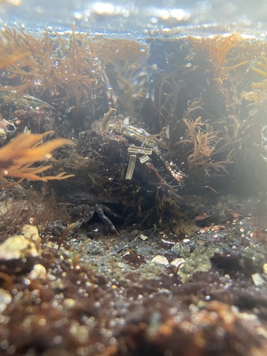 photo of Striped Shore Crab (Pachygrapsus crassipes)