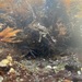 photo of Striped Shore Crab (Pachygrapsus crassipes)