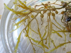 Sargassum natans