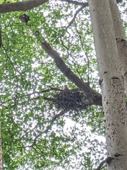 Gorsachius melanolophus