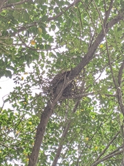 Gorsachius melanolophus