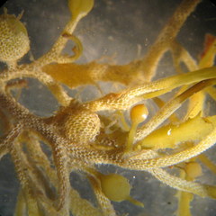 Sargassum natans