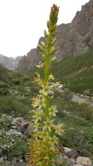 Eremurus spectabilis