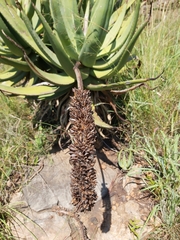 Aloe petricola