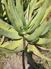 Aloe petricola