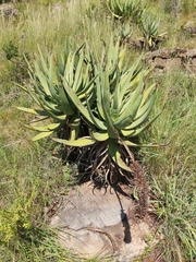 Aloe petricola
