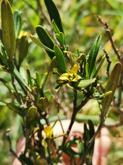 Cneorum tricoccon