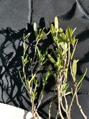 Cneorum tricoccon