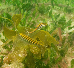 Petroscirtes fallax