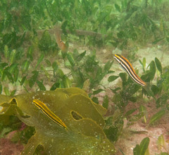 Petroscirtes fallax