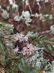 Erythricium aurantiacum