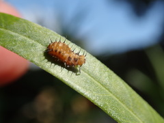 Apolinus lividigaster