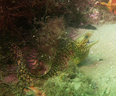Gymnothorax cribroris