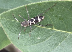 Perissus indistinctus