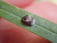 Apolinus lividigaster