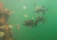 Selenotoca multifasciata