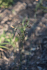 Bulbostylis contexta