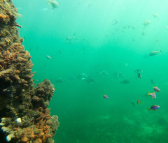 Selenotoca multifasciata