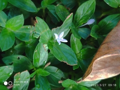 Spermacoce articularis