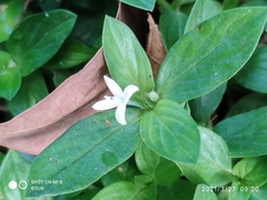 Spermacoce articularis