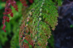 Adiantum concinnum