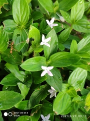 Spermacoce articularis