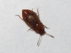 Anthobium unicolor