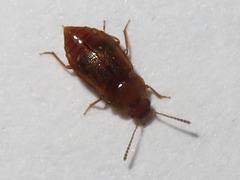 Anthobium unicolor