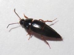Tachinus rufipes