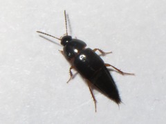 Tachinus rufipes