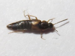 Oxypoda acuminata