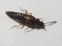 Oxypoda acuminata