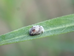 Apolinus lividigaster