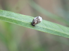Apolinus lividigaster