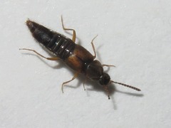 Oxypoda acuminata