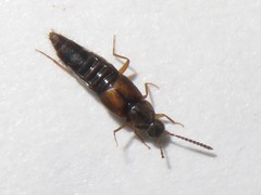 Oxypoda acuminata