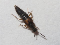 Oxypoda acuminata