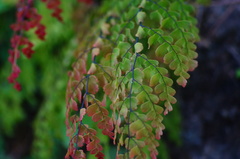 Adiantum concinnum