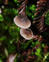 Mycena austrofilopes