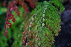 Adiantum concinnum