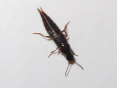Quedius maurorufus