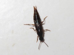 Quedius maurorufus