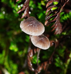 Mycena austrofilopes