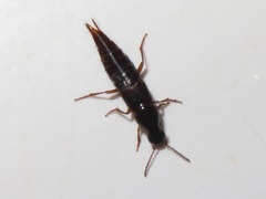 Quedius maurorufus