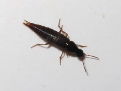 Quedius maurorufus