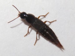 Quedius maurorufus